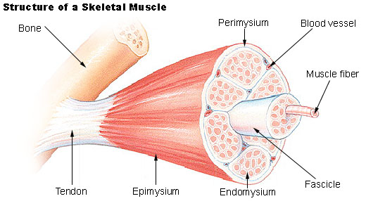 muscle_structure